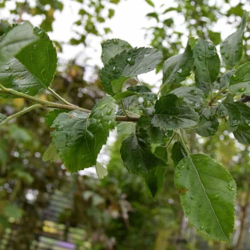 Malus sylvestris 8-10 S